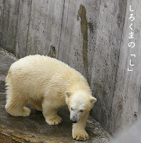 しろくま