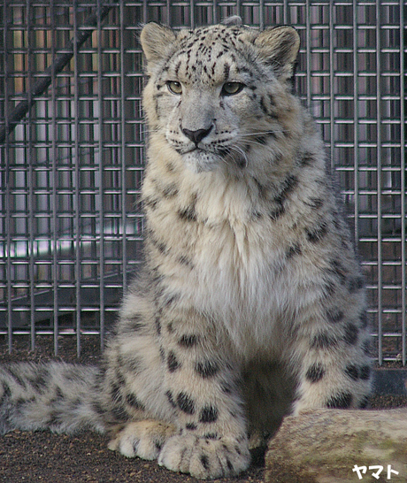 円山動物園 ユキヒョウ ヤマト ユッコ