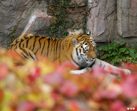 タツオ紅葉