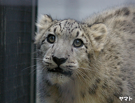 ユキヒョウ　ヤマト　ユッコ