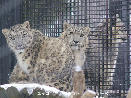 ユキヒョウ　ユッコ　ヤマト リーベ