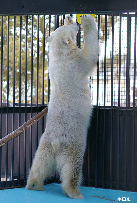 キロル伸び