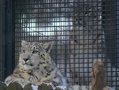 円山動物園 ユキヒョウ ヤマト リーベ