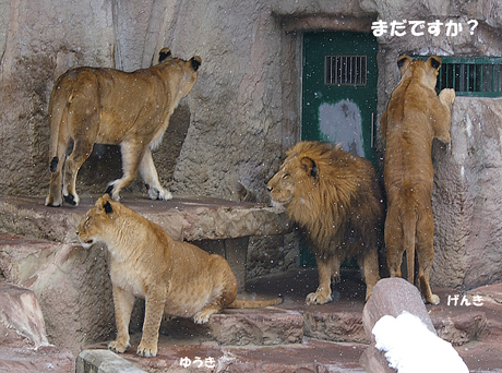 円山動物園-げんき