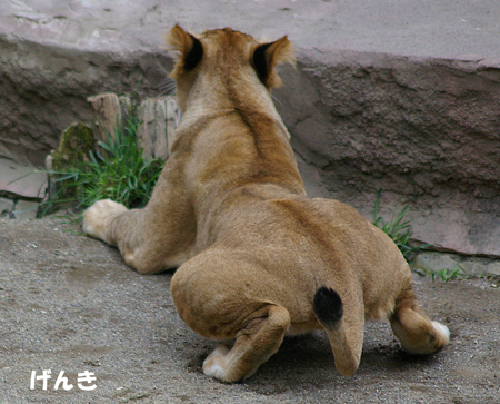 うつ伏せ