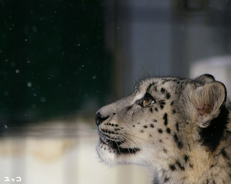 円山動物園 ユキヒョウ ユッコ