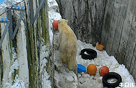 円山動物園 ホッキョクグマ キロル