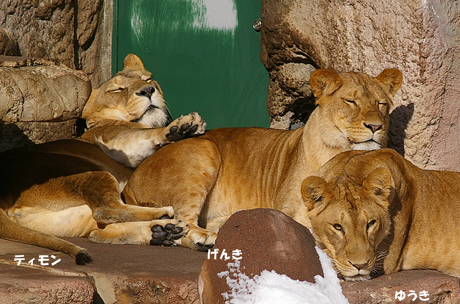 円山動物園 ライオン