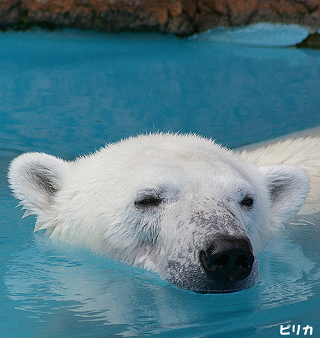 ピリカ水