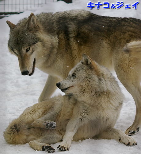 円山動物園 ジェイ キナコ シンリンオオカミ