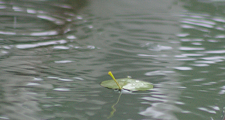 雨