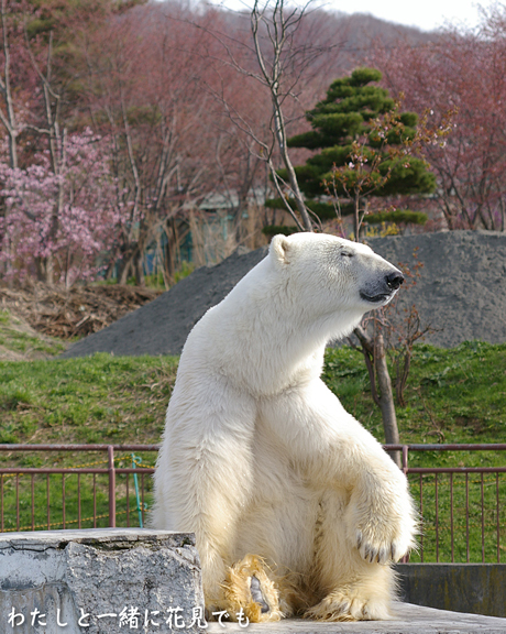 花見