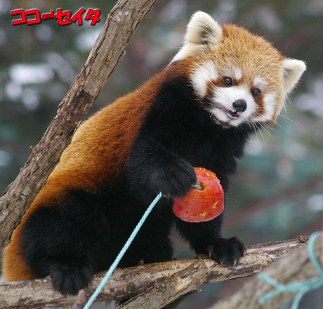 円山動物園 レッサーパンダ ココ