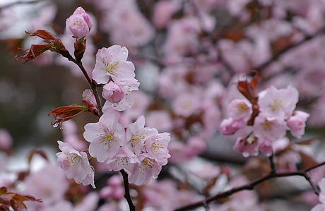 桜