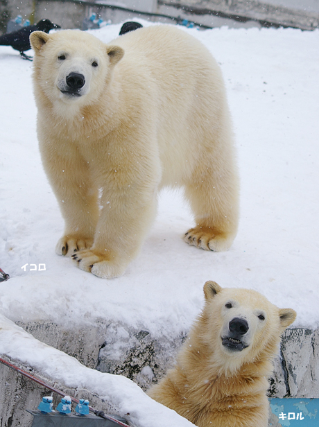 円山動物園 イコロ キロル