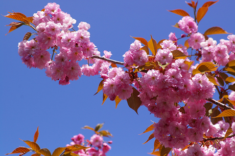 八重桜