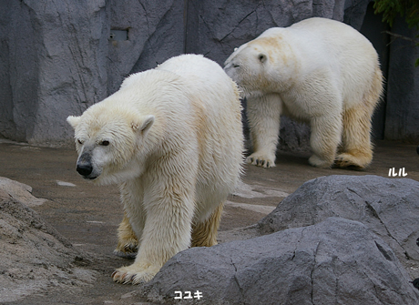 コユキルル