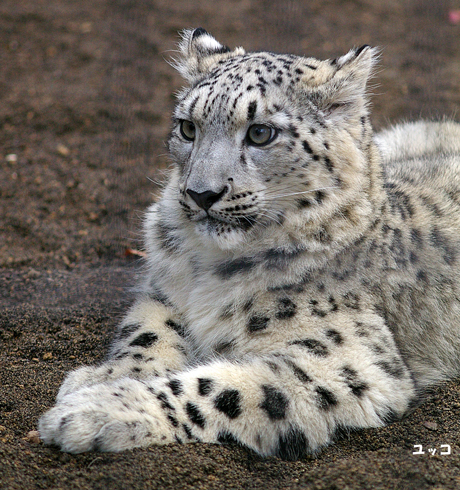 円山動物園 ユキヒョウ ユッコ ヤマト