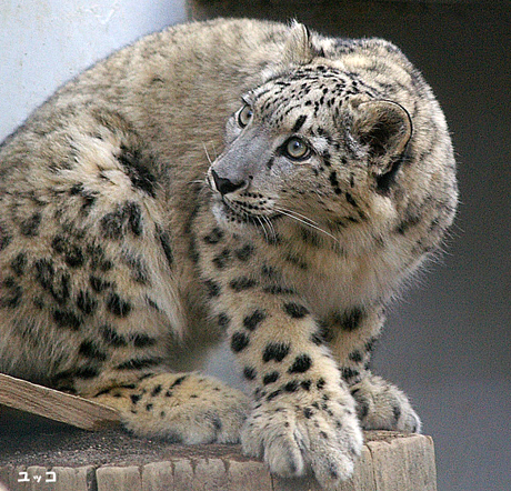 円山動物園 ユキヒョウ ユッコ ヤマト リーベ