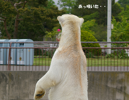 咲いた