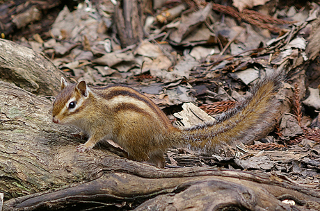 シマリス