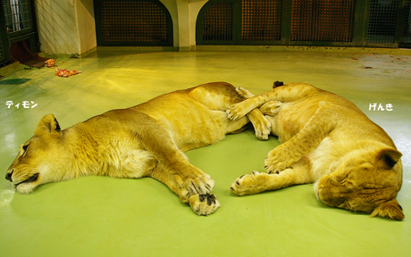 円山動物園 ライオン ティモン げんき