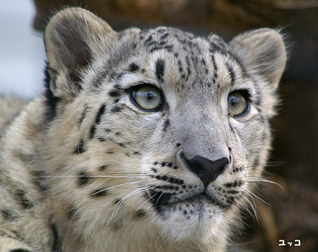 円山動物園 ユキヒョウ ユッコ ヤマト