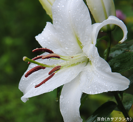 カサブランカ