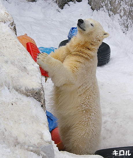 円山動物園 ホッキョクグマ キロル