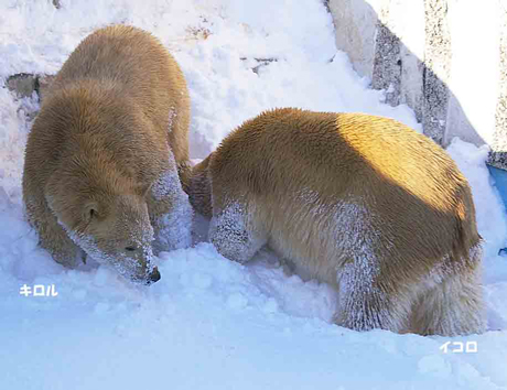 円山動物園-ホッキョクグマ