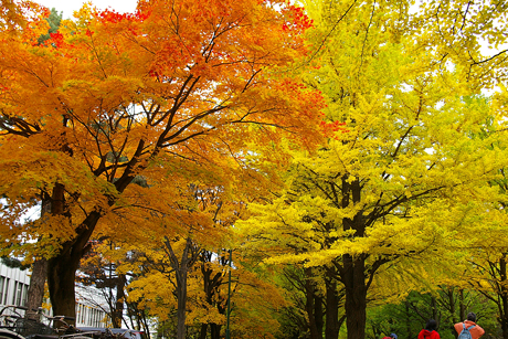 紅葉と