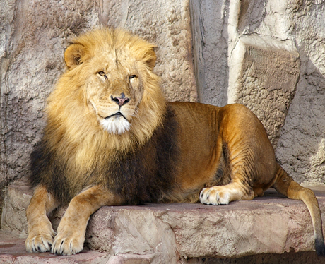 円山動物園　ライオン