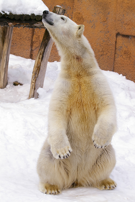 ピリカメス