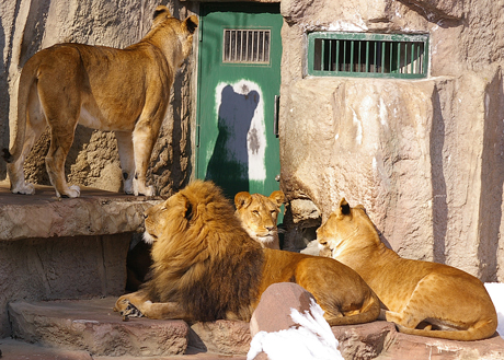 円山動物園 ライオン リッキー ティモン げんき ゆうき