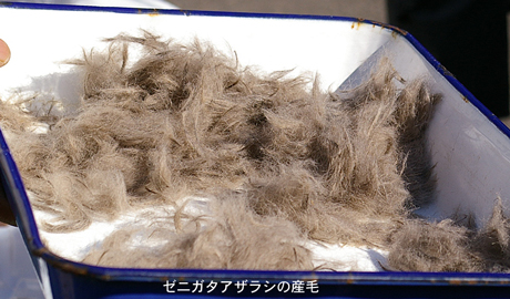 ゼニガタアザラシの産毛