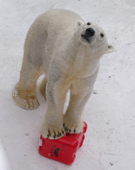 円山動物園-ホッキョクグマ　サツキ