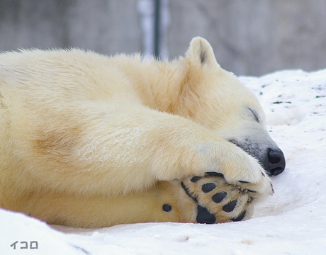 うたたね