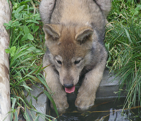 水飲み