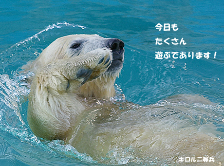 円山動物園 ホッキョクグマ キロル