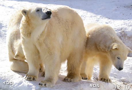 円山動物園 ホッキョクグマ