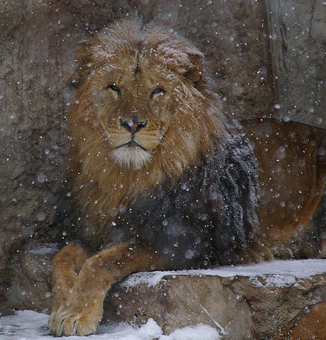 円山動物園 ライオン リッキー