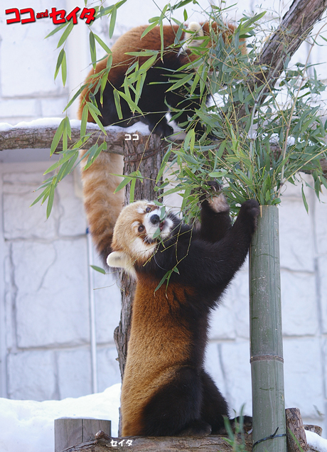 円山動物園 レッサーパンダ セイタ ココ