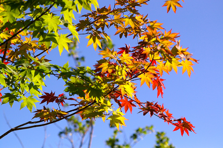 紅葉