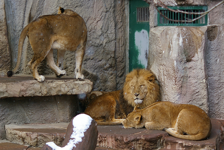 円山動物園 ライオン