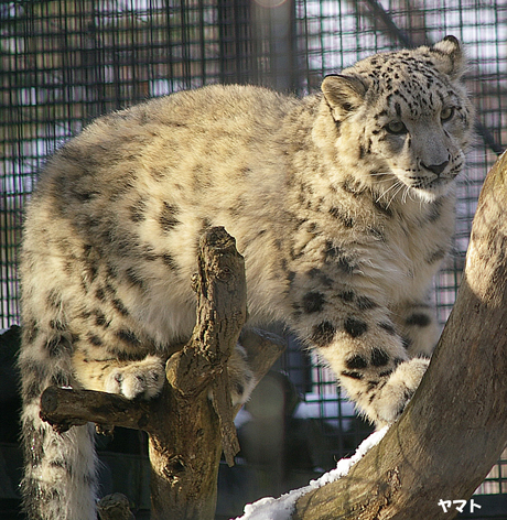 円山動物園 ユキヒョウ ヤマト ユッコ