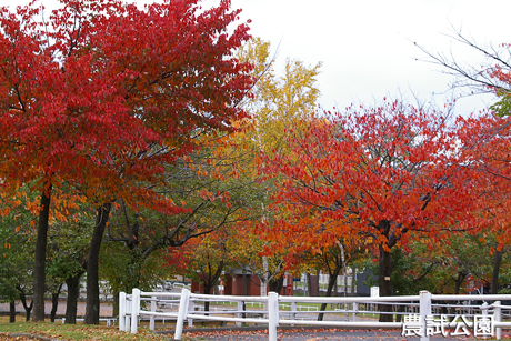 公園