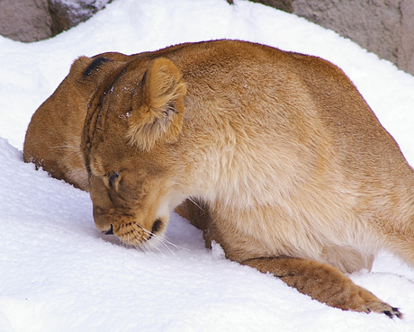 雪のにおい