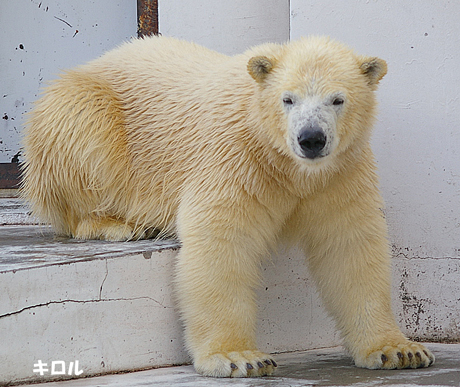 円山動物園 ホッキョクグマ イコロ　キロル