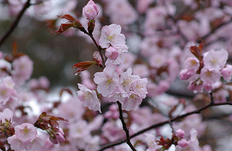 桜