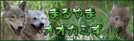 円山動物園 シンリンオオカミ 子供